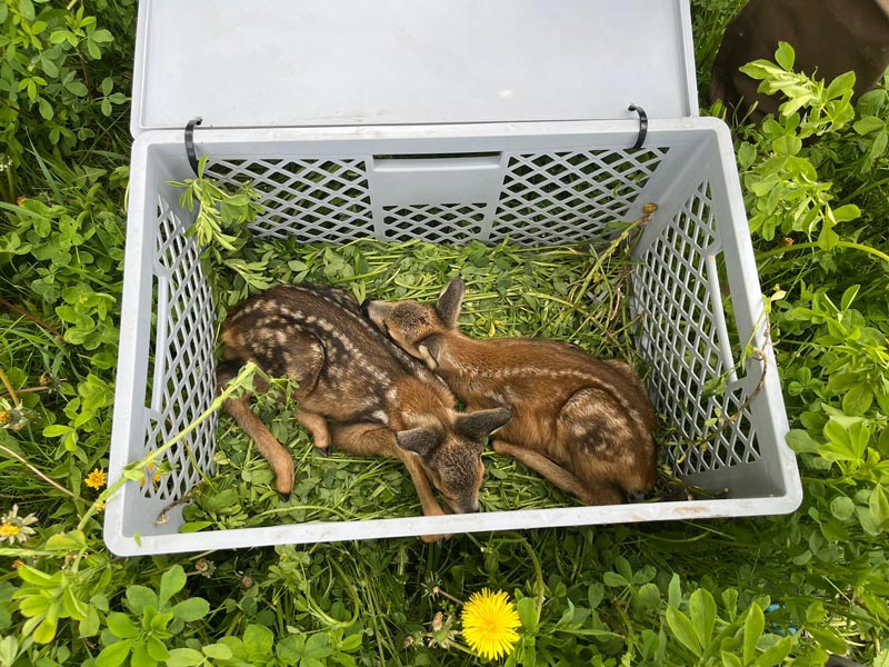 Ein kleiner Einblick in die Rehkitzrettung am Beispiel der engagierten Hege der Jägerschaft Polßen